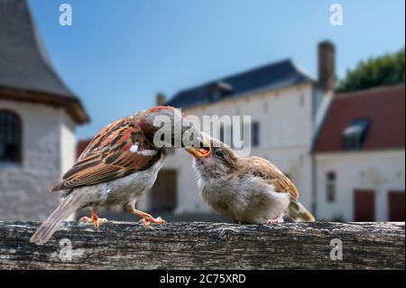 Common sparrow / house sparrow (Passer domesticus) male feeding juvenile on garden fence in summer Stock Photo