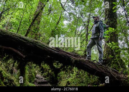 Tourist standing on a fallen tree on a trail in the mountains of chilean patagonia Stock Photo