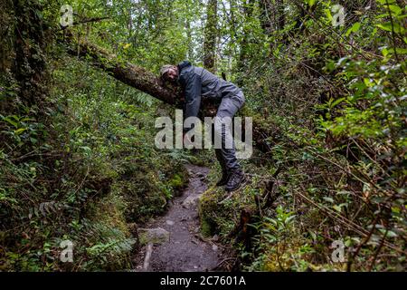 Tourist resting like a feline on a fallen tree on a trail in the mountains of chilean patagonia Stock Photo