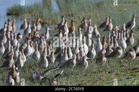 Black-tailed godwit (Limosa limosa) flock standing with their heads up, alert to aerial predators as they roost in the marshy margins of a shallow lak Stock Photo
