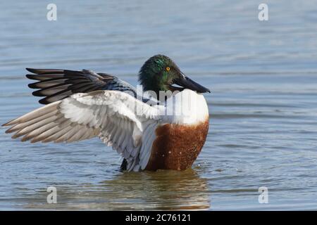 Northern shoveler (Anas clypeata) drake flapping its wings while swimming on a shallow lake, Gloucestershire, UK, February. Stock Photo
