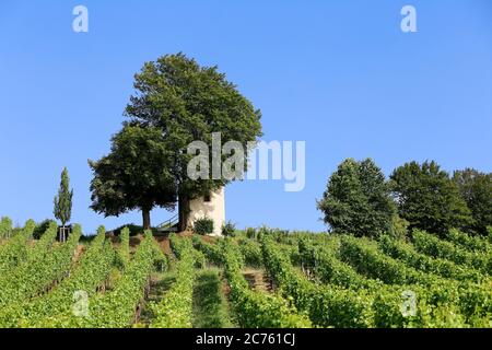 Cottage in the vineyard in Müllheim Stock Photo