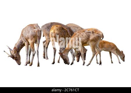 baby deer isolated in white background Stock Photo