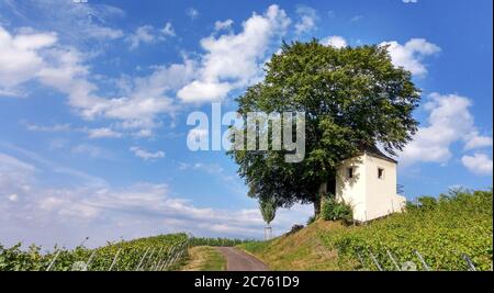 Cottage in the vineyard in Müllheim Stock Photo