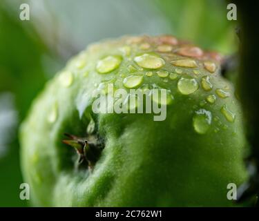 apples on a tree Stock Photo