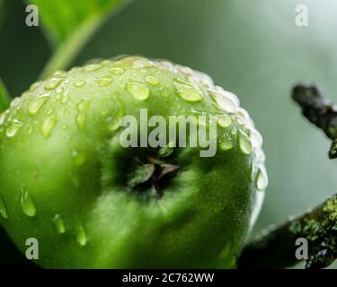 apples on a tree Stock Photo