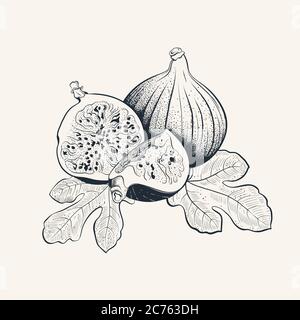 Fig fruit hand drawn illustration with leafs Stock Vector