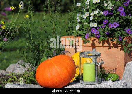 Pumpkin with flowers and herbs in the garden Stock Photo