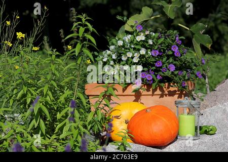 Pumpkin with flowers and herbs in the garden Stock Photo
