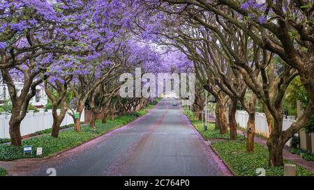 Tall Jacaranda trees lining the street of a Johannesburg suburb in the afternoon sunlight, South Africa Stock Photo