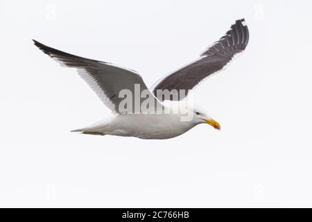Seagull in flight on white sky background, view from side. Flying kelp gull, also known as the Dominican gull and Black Backed Kelp Gull. Scientific n Stock Photo