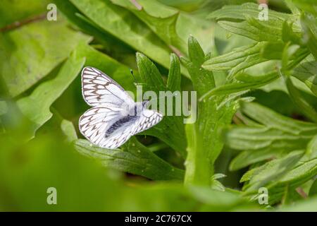 Little white butterfly on green foliage Stock Photo