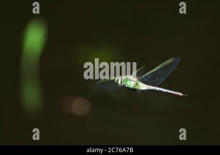 Green darner dragonfly in flight Stock Photo