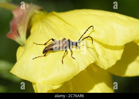Male red-brown longhorn beetle (Stictoleptura rubra), family longhorn beetles (Cerambycidae). Flower of an evening primrose (Oenothera biennis).