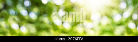 Blurred image of natural background with plants and bokeh light. Abstract green bokeh. Stock Photo