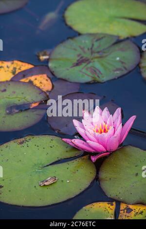 Beautiful pink water lily floating in the water with lily pads in the background. Stock Photo