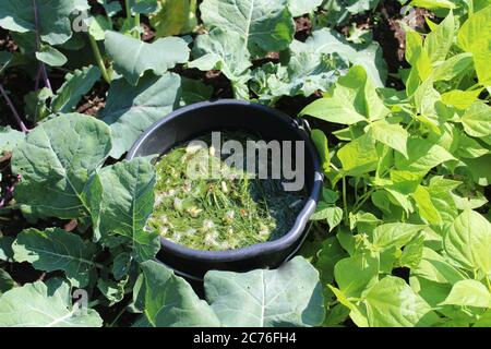 The picture shows liquid manure from herbs in the garden Stock Photo