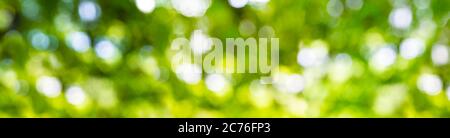 Blurred image of natural background with plants and bokeh light. Abstract green bokeh. Stock Photo