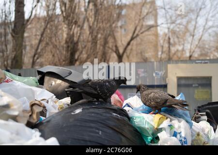 Pigeons in a dumpster looking for food. Hungry birds search for food in a trash can on a city street Stock Photo