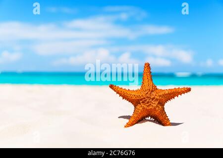 Starfish on the white sandy beach Stock Photo