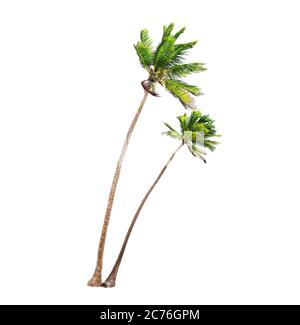 Coconut palm trees isolated on a white background Stock Photo