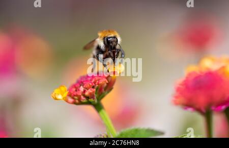 Close up view of a bee gathering nectar on a yellow and pink flower. Isolated on a nice blurred bokeh background.