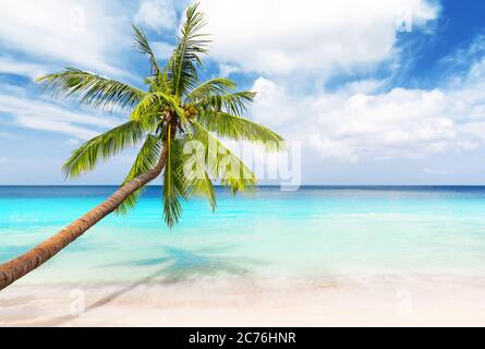 Coconut Palm trees on white sandy beach in Punta Cana, Dominican Republic. Vacation holidays background wallpaper. View of nice tropical beach. Stock Photo