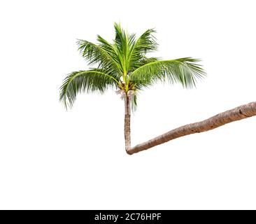 Coconut palm tree isolated on a white background. Beautiful crown of green palm tree from Thailand. Stock Photo