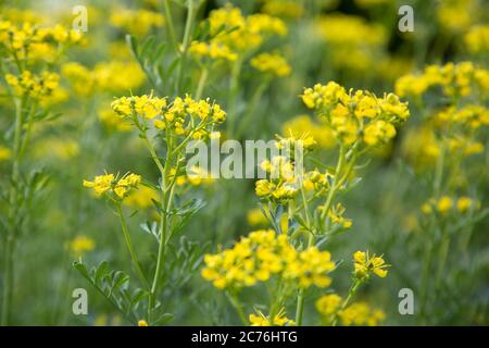 Rue plant (Ruta graveolens) in the garden is an ornamental plant or herb. It is also cultivated as a medicinal herb, as a condiment, and to a lesser e Stock Photo