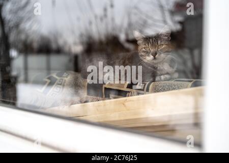 Cat resting behind window at home. Cute cat lying on back of sofa behind window and resting at home on tranquil day Stock Photo