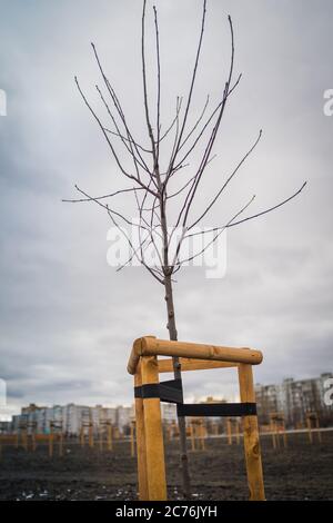 Young Tree Tied. Newly planted trees, with three stakes for support. a young tree sapling propped and supported by the wooden slats and tied by tape Stock Photo