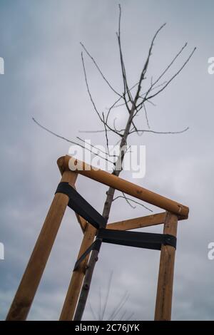 Young Tree Tied. Newly planted trees, with three stakes for support. a young tree sapling propped and supported by the wooden slats and tied by tape Stock Photo