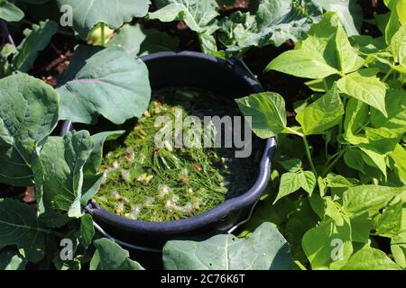 The picture shows liquid manure from herbs in the garden Stock Photo