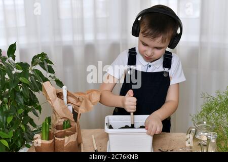 The boy, with effort cultivates the soil for planting plants, is engaged in the planting of hyacinths. Stock Photo