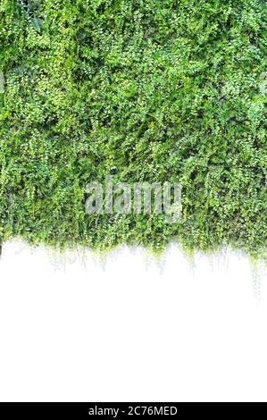 green ivy isolated on white wall Stock Photo