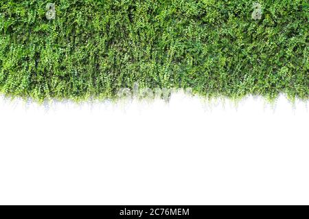 green ivy isolated on white wall Stock Photo