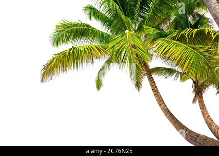 Coconut palm trees isolated on a white background Stock Photo