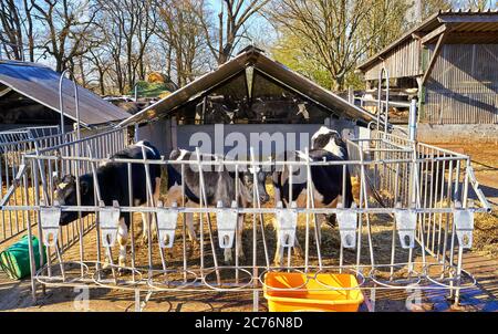 Black and white calves in an open barn. Stock Photo