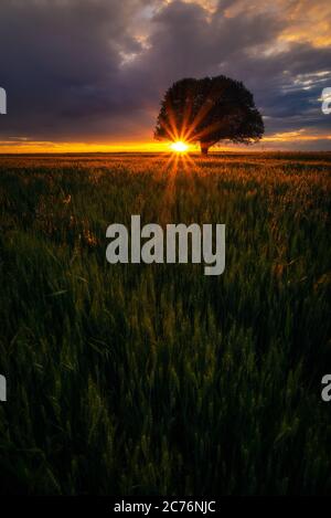 Backlit oak tree in a wheat grain field at sunrise sunset with dramatic clouds in the sky Stock Photo