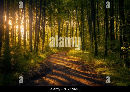 Beautiful fantasy forest in the morning with a dirt road crossing it with sunbeams falling on the ground Stock Photo