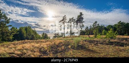 Pine trees in a forest glade amid bizarre clouds in the backlight near the coast of the Kiev Sea, Ukraine Stock Photo