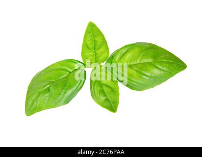 Basil leaves. Fresh basil leaf isolated on white background, close up. Stock Photo