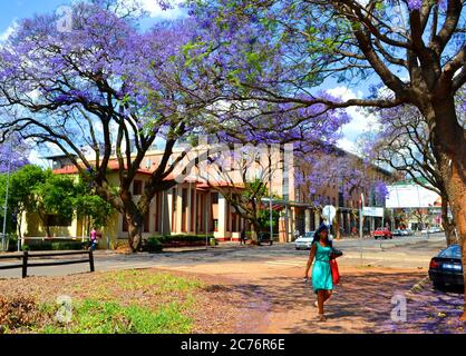 jacaranda trees in bloom in Pretoria, South Africa Stock Photo