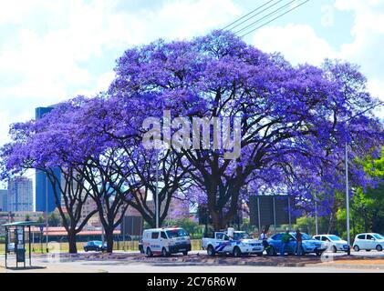 jacaranda trees in bloom in Pretoria, South Africa Stock Photo