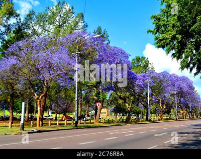 jacaranda trees in bloom in Pretoria, South Africa Stock Photo