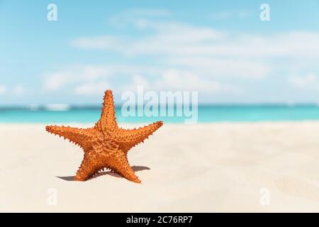 Starfish on the white sandy beach Stock Photo