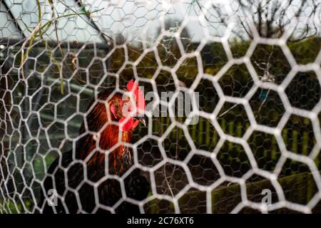 Chicken in homemade chicken-run Stock Photo