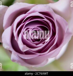 Lilac coloured rose in detail Stock Photo