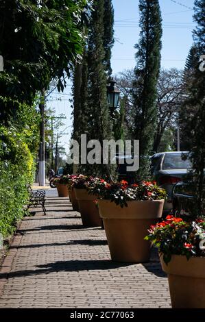 Doria Vasconcelos cobblestone street sidewalk, next to the corner with Campo do Pouso street. Place decorated with flowers and green plants in vases Stock Photo