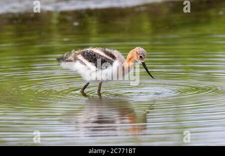 A baby American Avocet wades through shallow green waters looking for food. Stock Photo